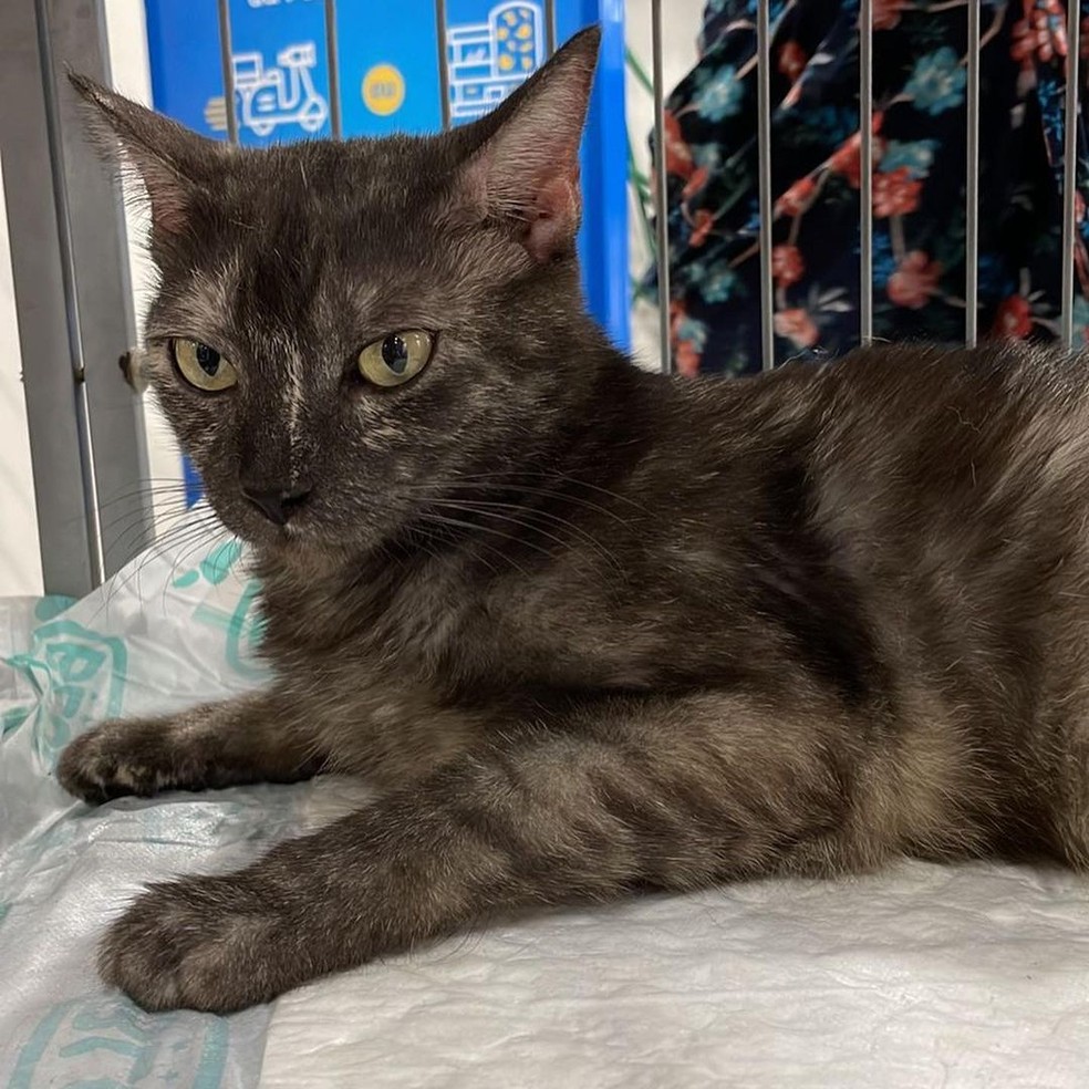 Animais estarão disponíveis para a adoção na feira neste sábado (9) — Foto: Lunaar