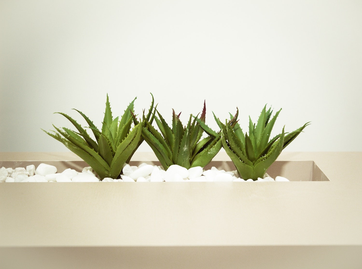 Além de trazer benefícios para a pele, a planta também é capaz de purificar o ar (Foto: Pexels / Cecília Tommasini / CreativeCommons)