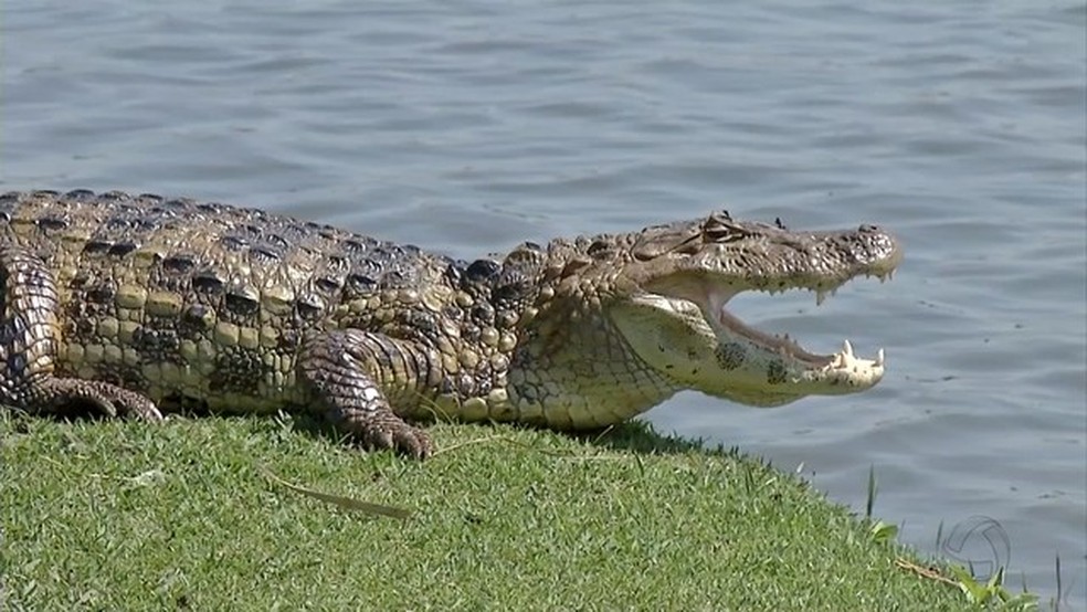 Jacares Que Vivem Em Lagoa Urbana De Ms Sao Removidos Para Evitar Ataques Cachorro Foi Morto Em Maio Deste Ano Mato Grosso Do Sul G1 A associação da imagem do jacaré ao dragão pode apontar para a força e fecundidade. jacares que vivem em lagoa urbana de ms