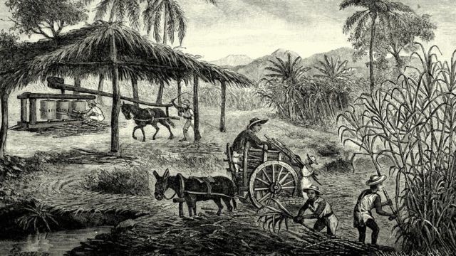 Ilustração de uma plantação de açúcar em Cuba (Foto: GETTY IMAGES (via BBC))