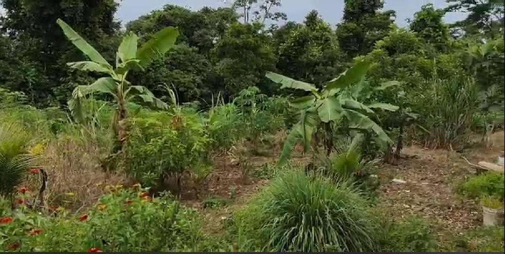 Corpo de jovem foi achado em uma área de mata próximo do Igarapé Judia, Segundo Distrito de Rio Branco — Foto: Reprodução/Ithamar Souza