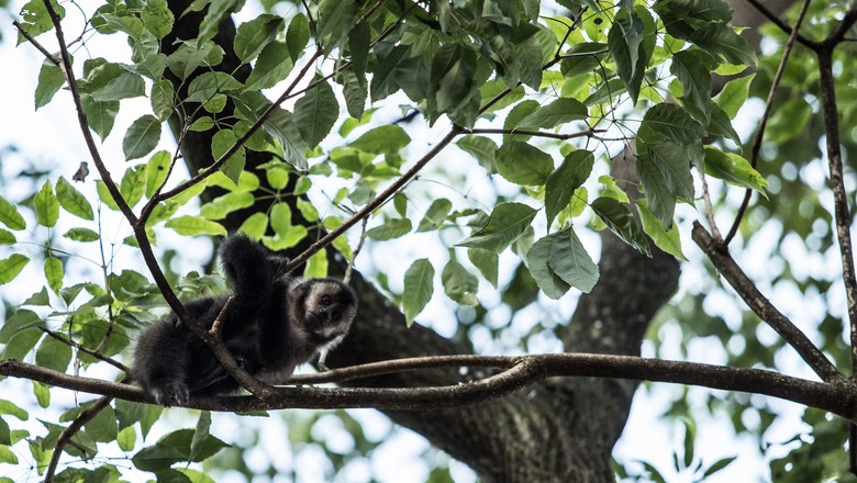 Matéria sobre os macacos que soltaram no bosque de Londrina. Um deles foi capturado de levado para o hospital veterinário de uma universidade e outro, mais arredio, continua no bosque em função das frustradas tentativas de captura. Na foto macaco que está (Foto: Sergio Ranalli)