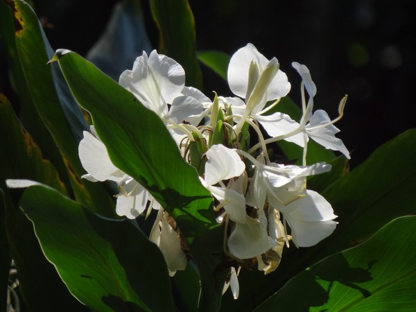 Lirio Do Brejo Combate Olheiras E Antisseptico E Contem A Poluicao Terra Da Gente G1 Os lírios podem ser plantados em qualquer época do ano, desde que o solo seja rico em matéria orgânica, leve e bem drenado, não precisam de muita água. lirio do brejo combate olheiras e
