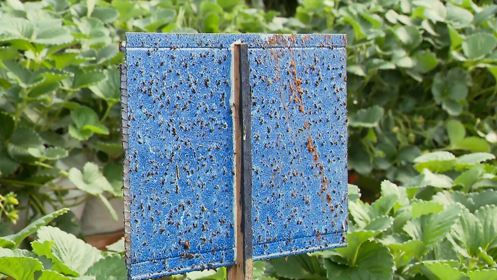 Placas ajudam a evitar insetos na plantação — Foto: RPC/Reprodução 