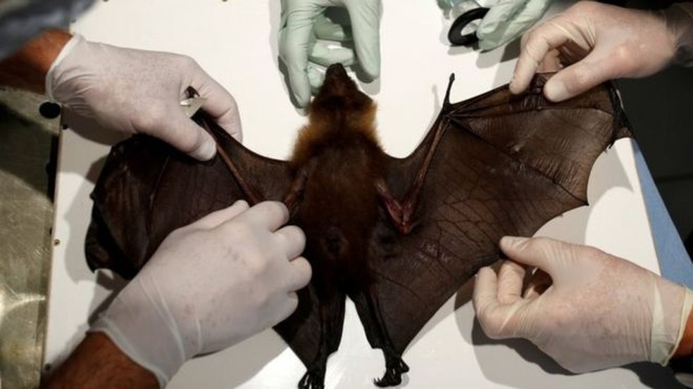 Morcegos são provavelmente a origem da pandemia atual de coronavírus — Foto: Reuters