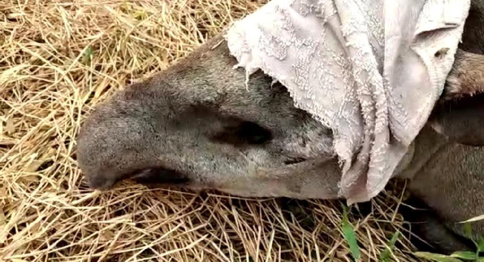 Anta resgatada no Pantanal morreu com queimaduras graves — Foto: Polícia Militar