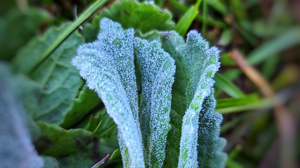 Geada cobriu a paisagem na cidade de S&atilde;o Joaquim nesta manh&atilde; de sexta-feira  &mdash; Foto: Mycchel Legnaghi/ S&atilde;o Joaquim Online