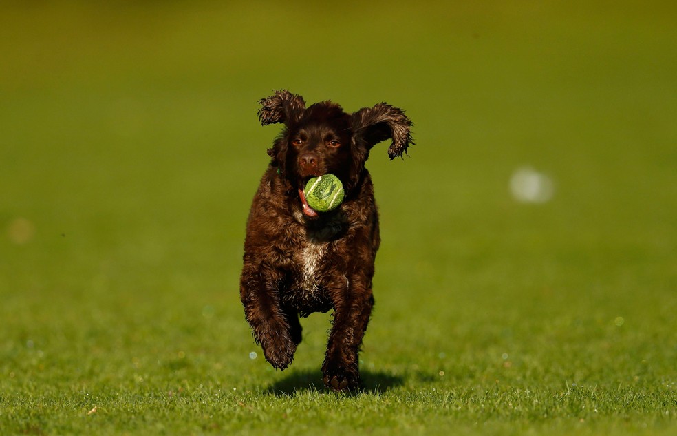 Falta de exercício físico é um dos fatores relacionados com o aumento de casos de diabetes em cachorros  (Foto: REUTERS/Jason Cairnduff)