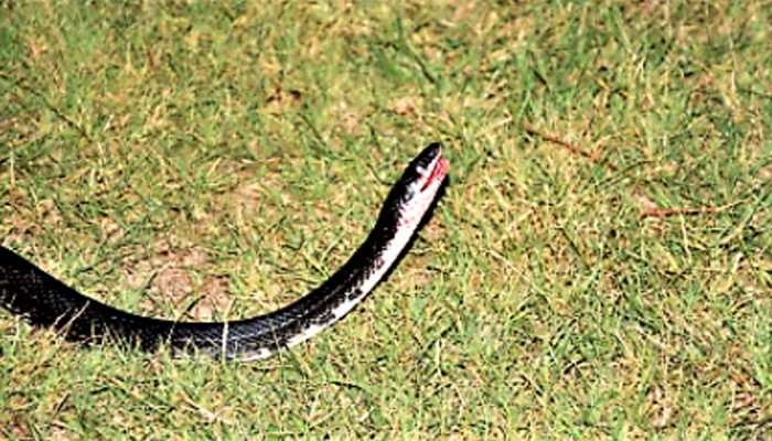 A cobra preta foi usada como arma durante assalto (Foto: Reprodução/Facebook/Greenville Police Department)