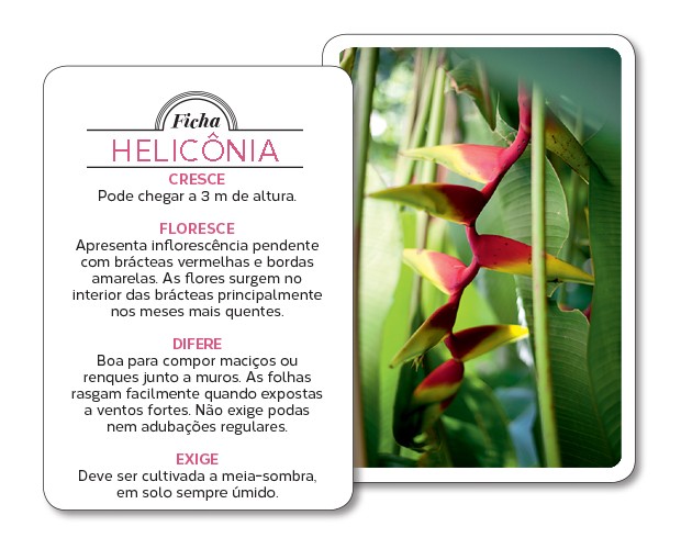 heliconia-ficha (Foto: Pedro Abude/Editora Globo)