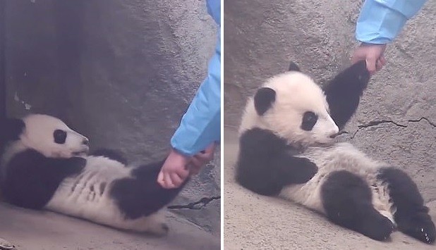 Momento hilário em que cuidador tenta levantar panda preguiçoso (Foto: Reprodução Youtube)