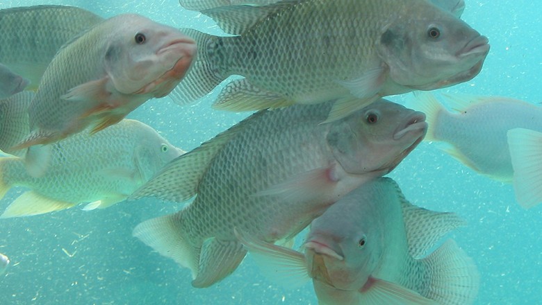 peixes (Foto: iStock)