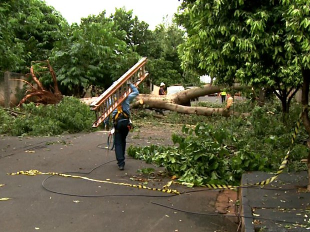 Tempestade arrancou árvore pela raiz na zona norte da cidade (Foto: Reprodução/EPTV)