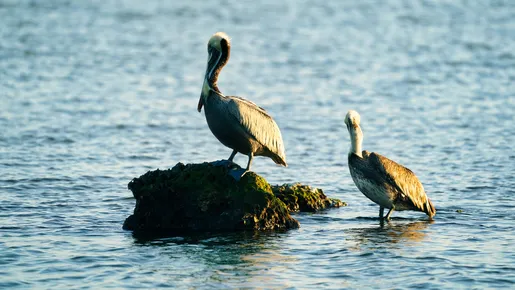 Após matar milhares de pelicanos no Peru, gripe aviária preocupa Venezuela