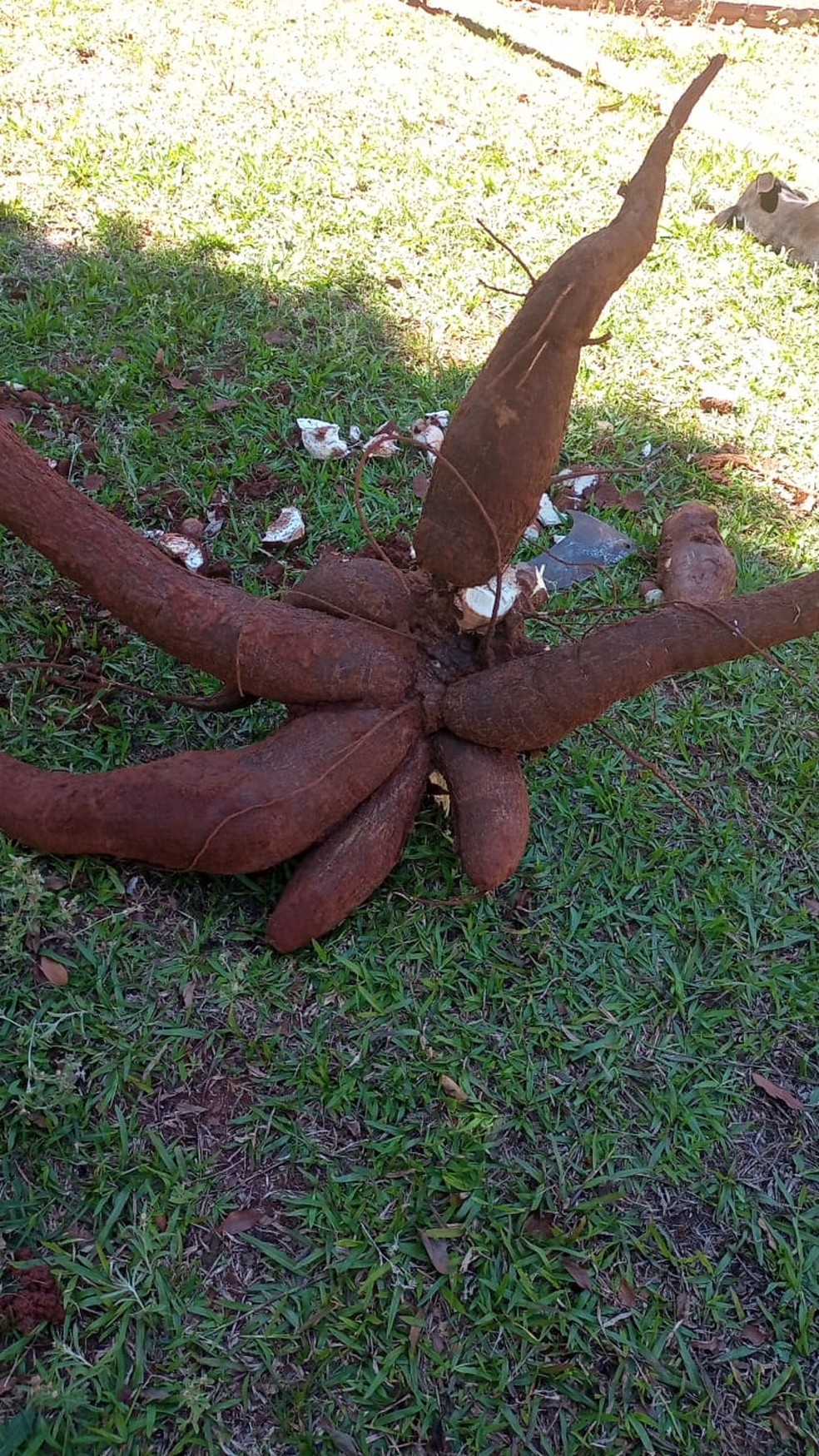 Agricultores colhem mandioca de 66kg no interior do Paraná — Foto: Arquivo pessoal