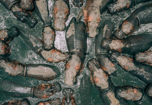 A foto "Hipopótamos famintos", de Zekedrone, ficou em primeiro lugar no concurso (Foto: Reprodução/dronestagram)