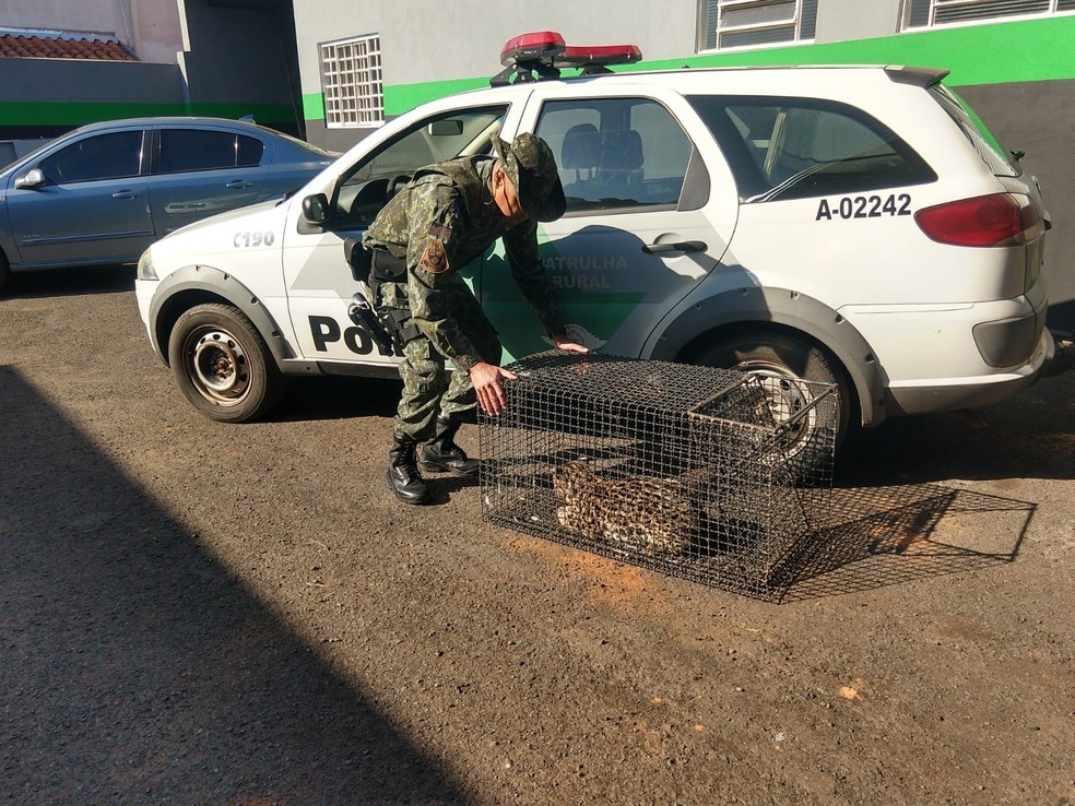 Felino foi transportado  em gaiola até uma clínica veterinária — Foto: Polícia Ambiental/Divulgação