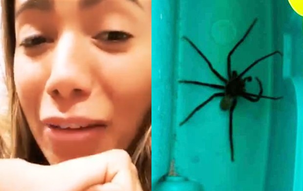 Anitta encontra aranha em sua casa (Foto: Reprodução/Instagram)