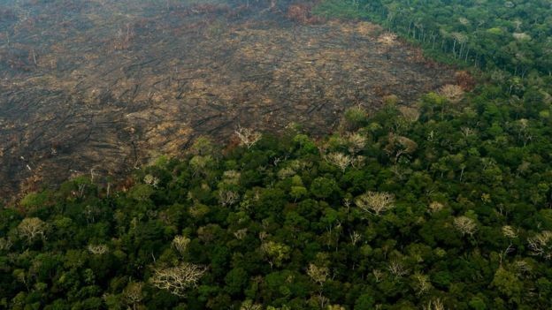 BBC: Desde 2017, o projeto Amazônia Protege já moveu 2.539 ações judiciais de danos ambientais, mas nenhum teve condenações definitivas (Foto: AFP VIA BBC )