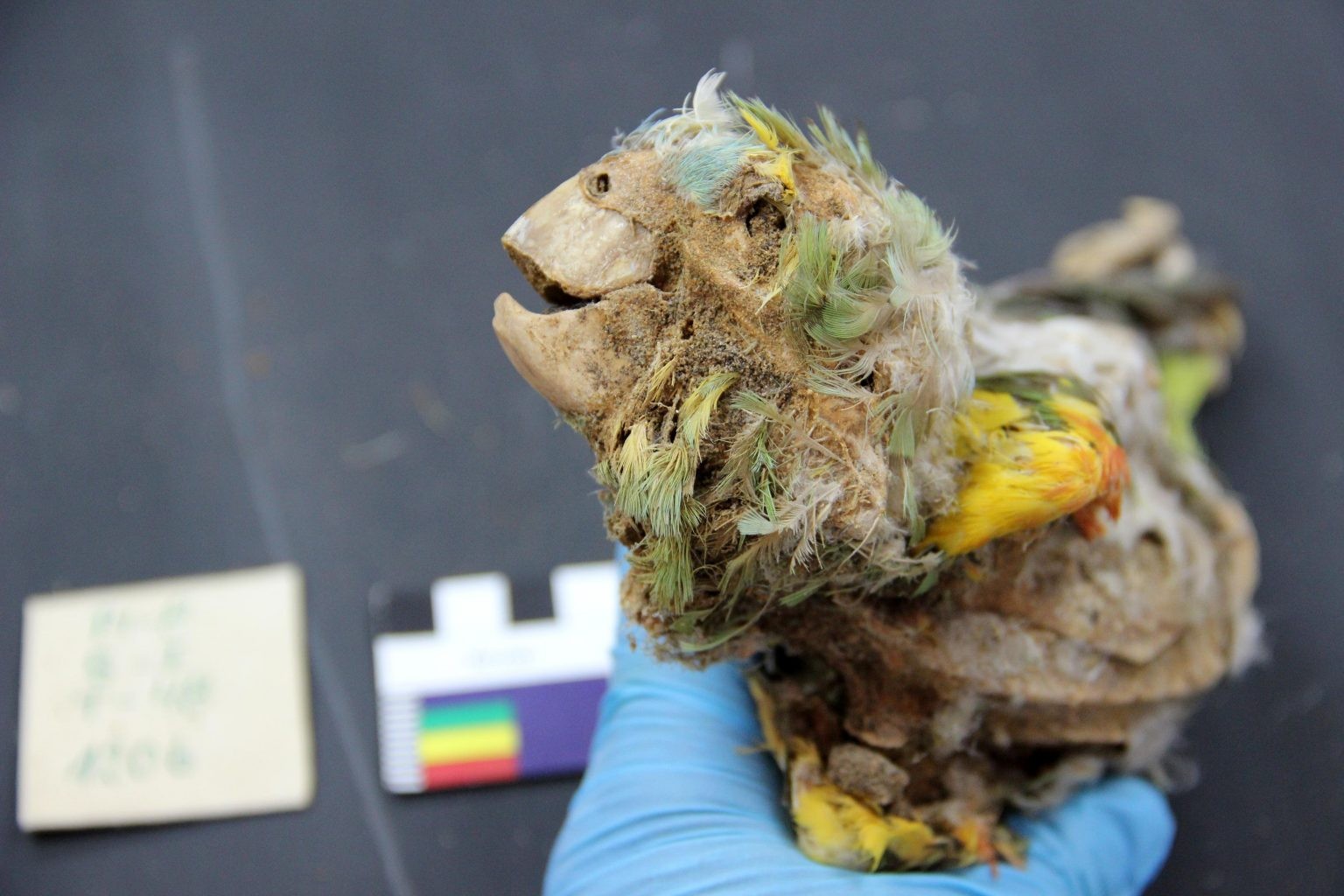 Um papagaio da Amazônia mumificado (Foto: Divulgação/Universidade de Tarapaca/ Jose Capriles)