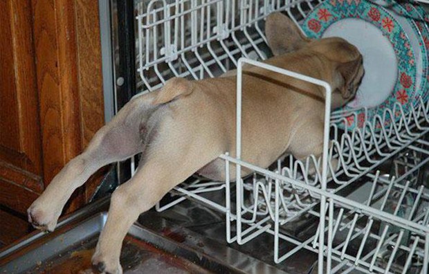 Tudo por um restinho de comida: este cão se enfiou dentro da lava-louças (Foto: Reprodução/Bored Panda)