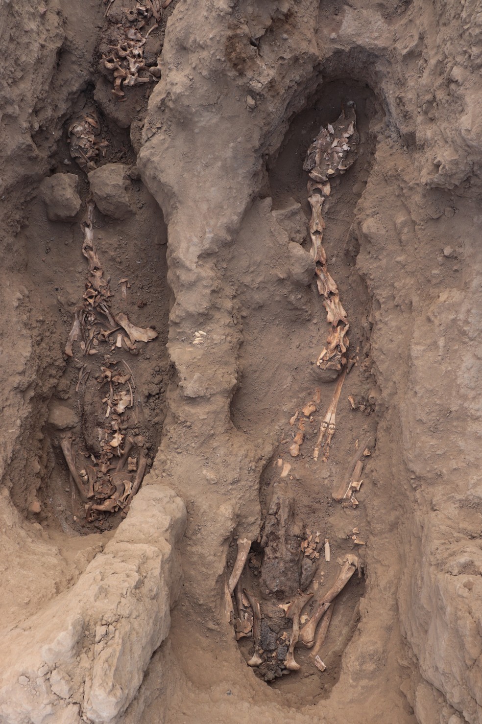 Fotografia divulgada pelo Museu das Tumbas Reais de Sipán mostra alguns dos 29 restos mortais encontrados no sítio arqueológico em Lambayeque, no Peru — Foto: AFP