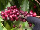 Chuva prejudica a colheita do café produzido no ES e em MG