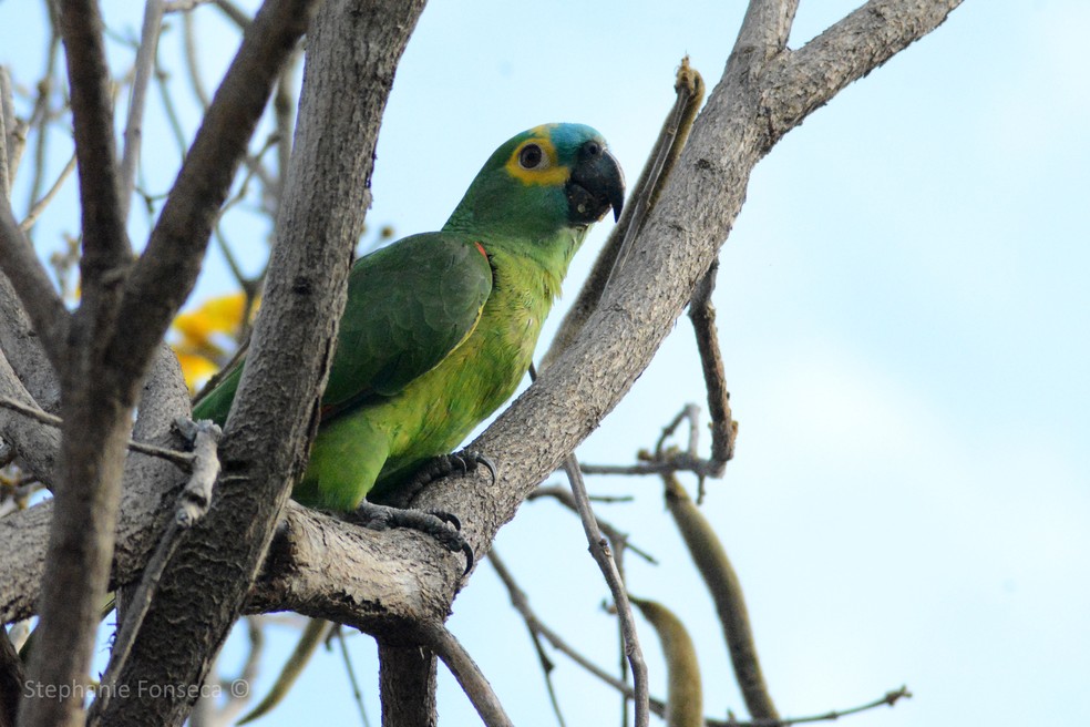 Papagaio-verdadeiro (Amazona aestiva) — Foto: Stephanie Fonseca