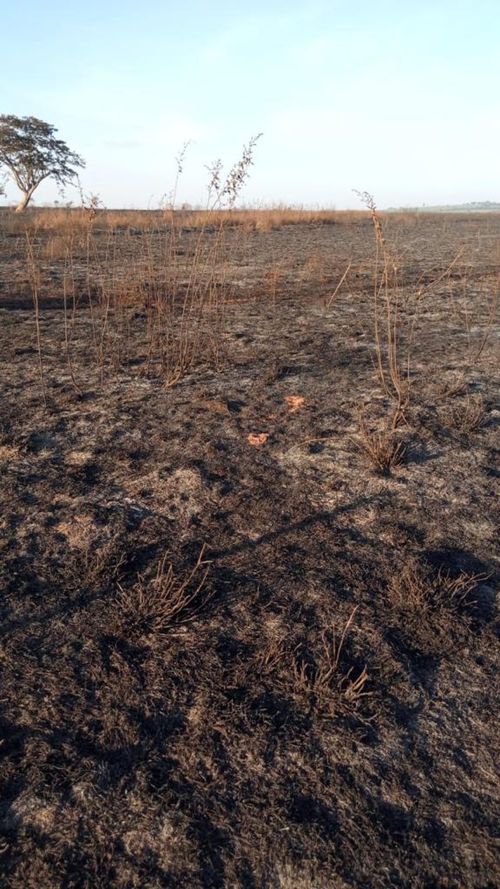 Uso de fogo em área agropastoril rendeu multas que totalizaram R$ 165,7 mil  — Foto: Polícia Ambiental