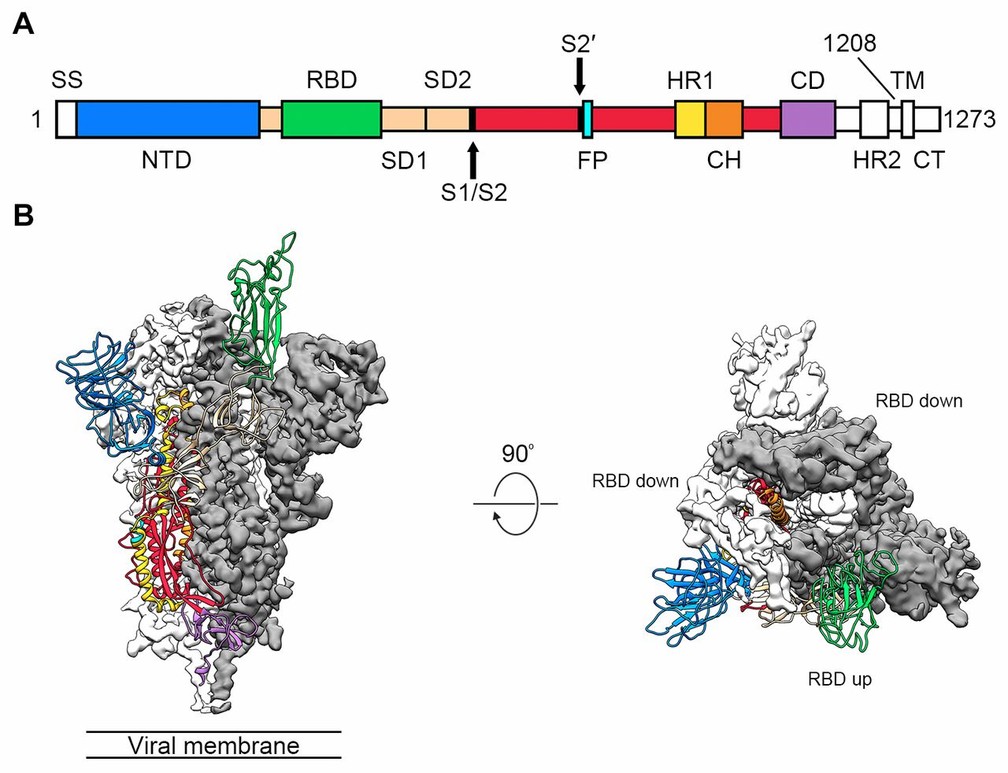 Esquema da estrutura do novo coronavírus divulgado nesta quarta (19). — Foto: Divulgação/Science