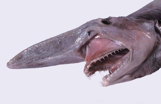 Um dos traços mais marcantes do tubarão-duende é sua mandíbula retrátil (Foto: Wikipedia )