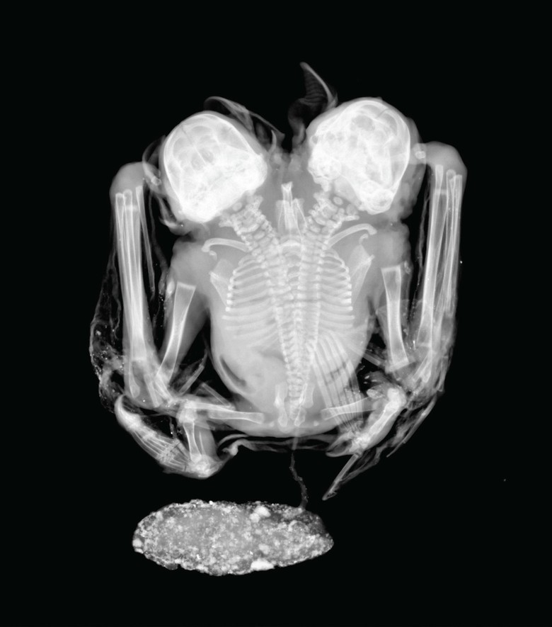 Raio-x do morcego de duas cabeças (Foto: Laboratório de Radiografias, Divisão de Vertebrados, Museu Nacional - UFRRJ)