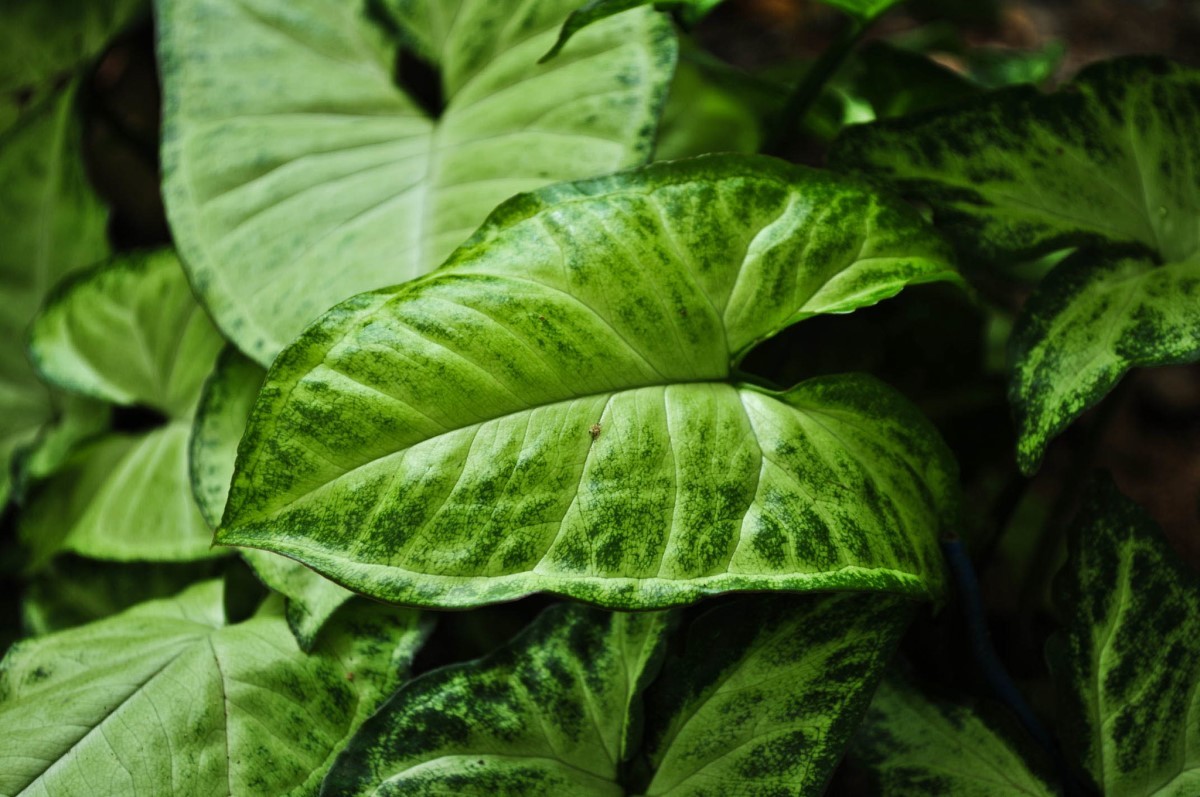 O singônio é uma planta de meia-sombra e super flexível com sua demanda de luz (Foto: Flickr / Travelling Through The Lense / CreativeCommons)