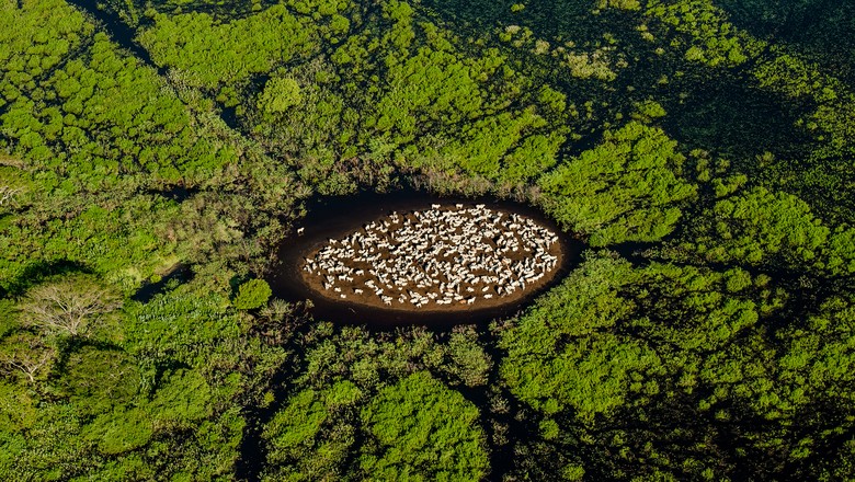 boi_pantanal (Foto: José Medeiros/Ed. Globo)