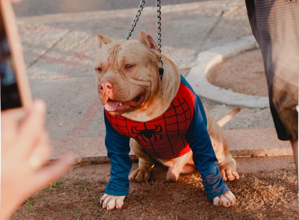Bloco de cachorros saiu pelas ruas de Mossoró — Foto: Divulgação