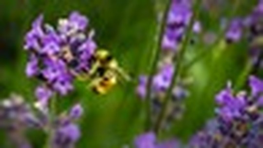 A importância das abelhas para a biodiversidade botânica