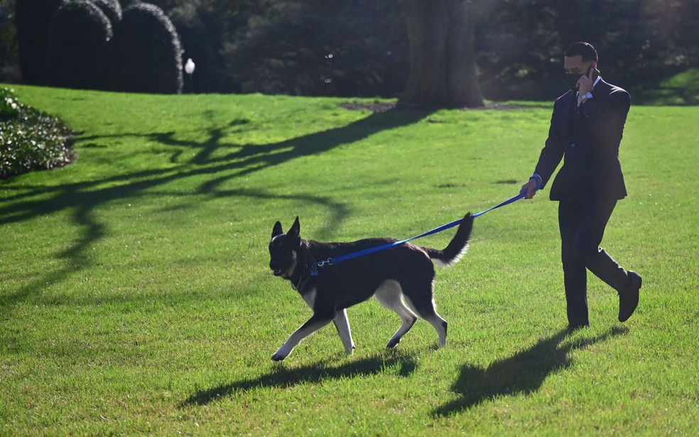 Major, cão da família Biden, passeia no gramado da Casa Branca, na segunda-feira (29) — Foto: Jim Watson/AFP