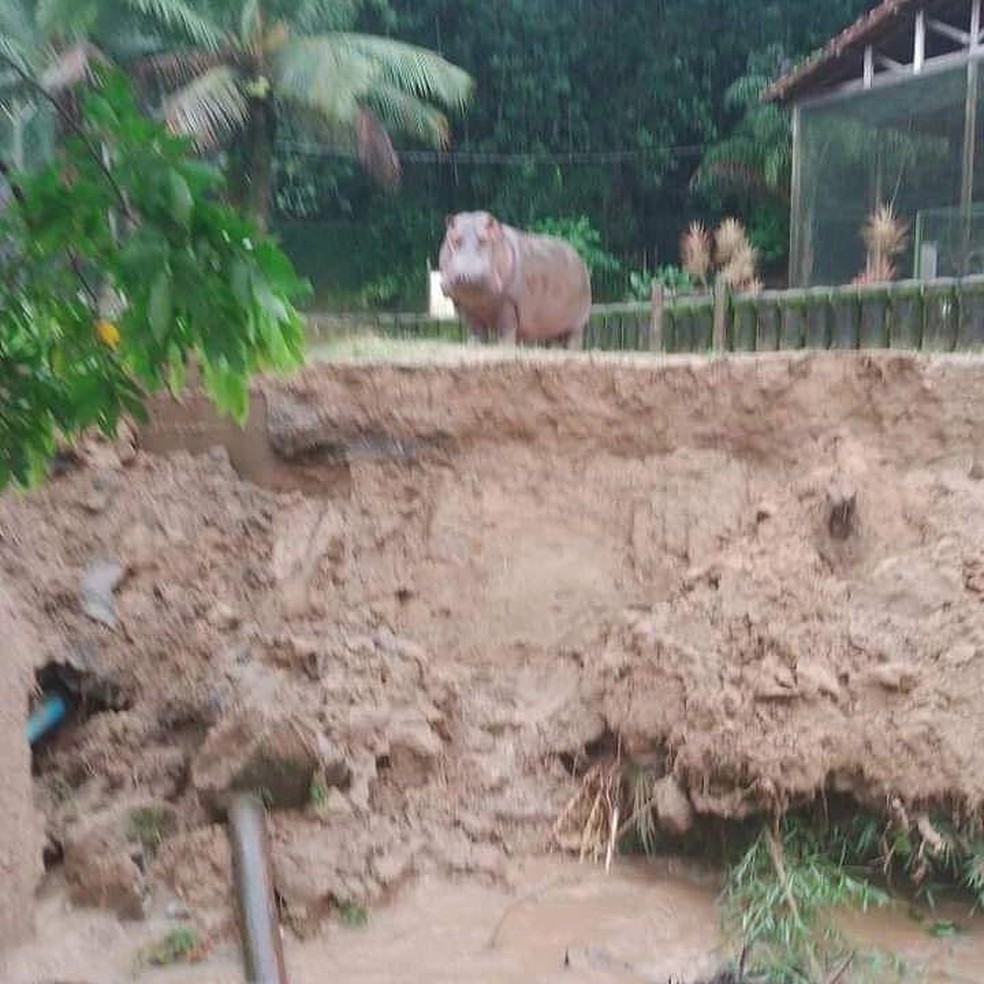 Deslizamento atinge recinto de hipopótamo no Horto de São Vicente — Foto: Sociedade Organizada de SV 