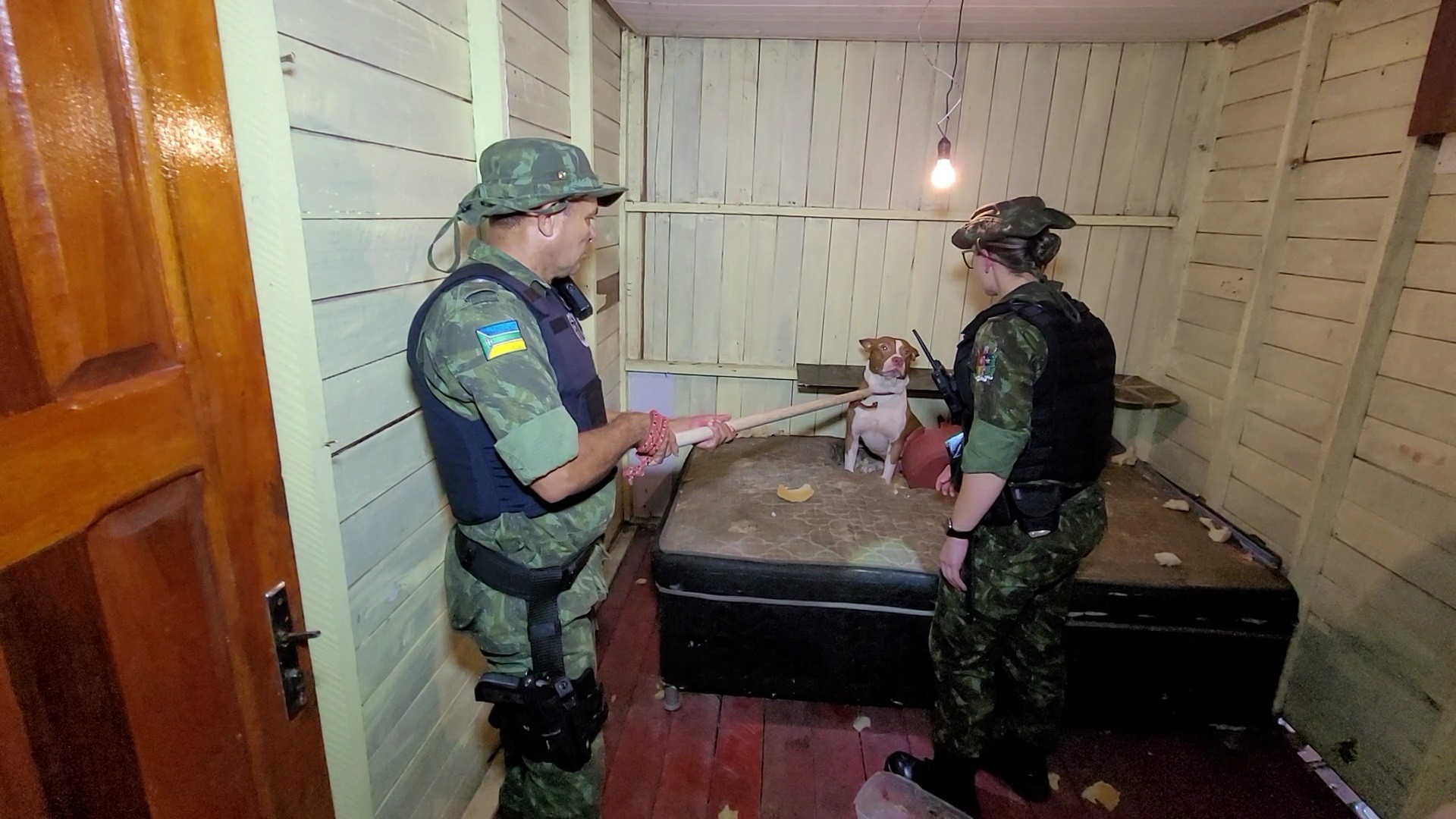 Pitbulls usados como cães de guarda em bocas de fumo são resgatados em Macapá