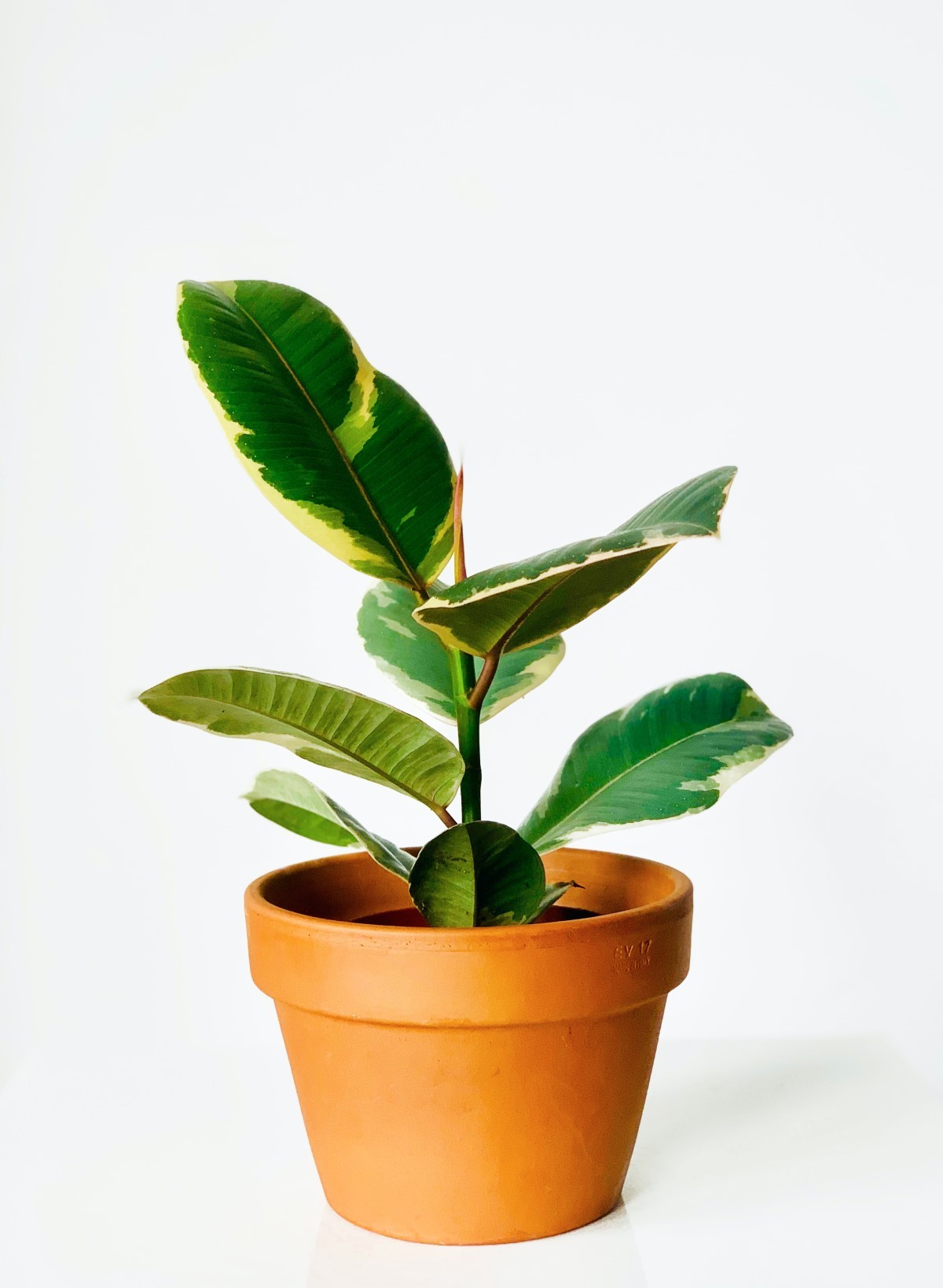 A Ficus elástica é uma planta arbórea conhecida popularmente como falsa-seringueira (Foto: Pexels / Kulbir / CreativeCommons)