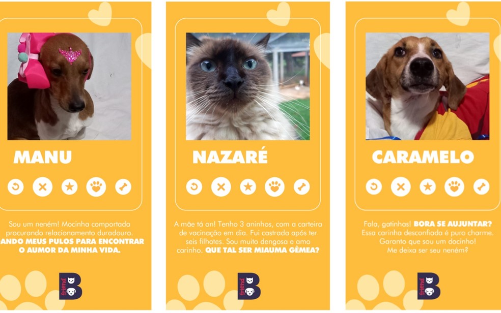 Tinder animal: campanha incentiva adoção de pets em Goiânia | Goiás | G1