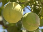 Melhoramento genético faz ressurgir variedade de laranja típica do Ceará