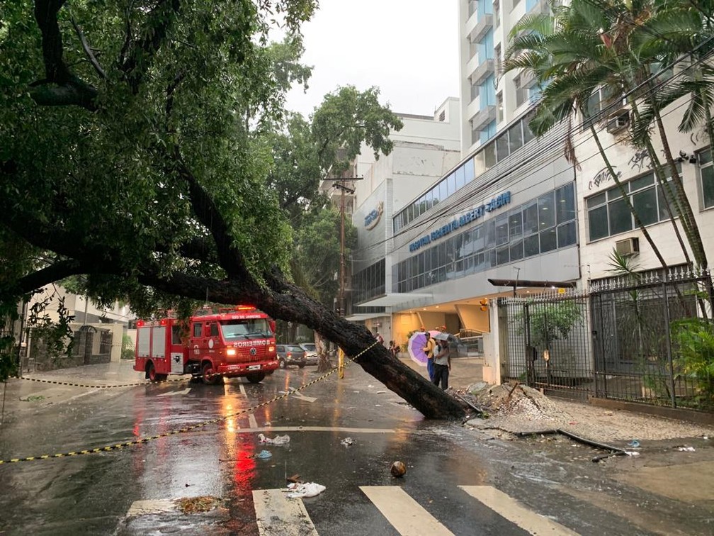 Árvore caída na Rua Professor Gabizo, na Tijuca — Foto: Fernanda Rouvenat/G1