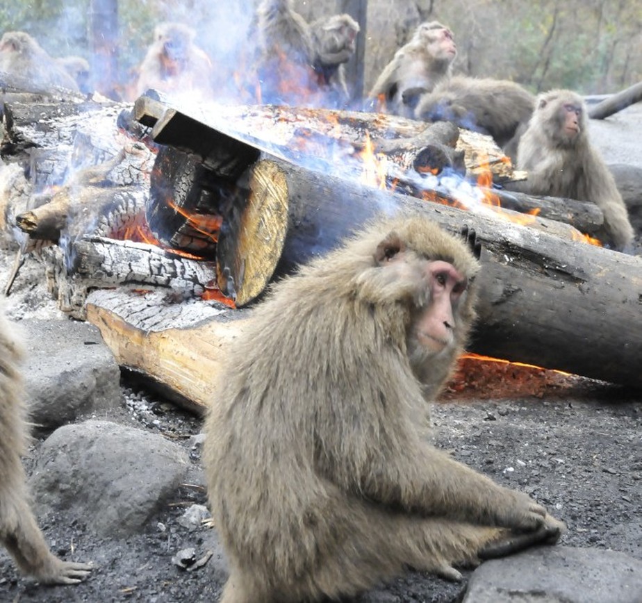 Macacos na cidade de Inuyama, no Japão*
