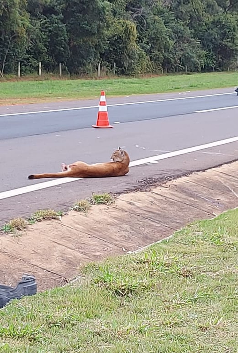 Onça-parda (Puma concolor) foi resgatada após atropelamento na Rodovia Raposo Tavares (SP-270), em Rancharia — Foto: Polícia Ambiental