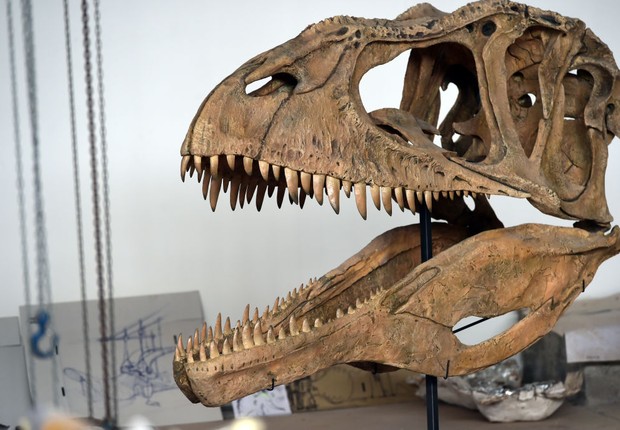 big john, fossil,  (Foto:  Pier Marco Tacca / Getty Images)