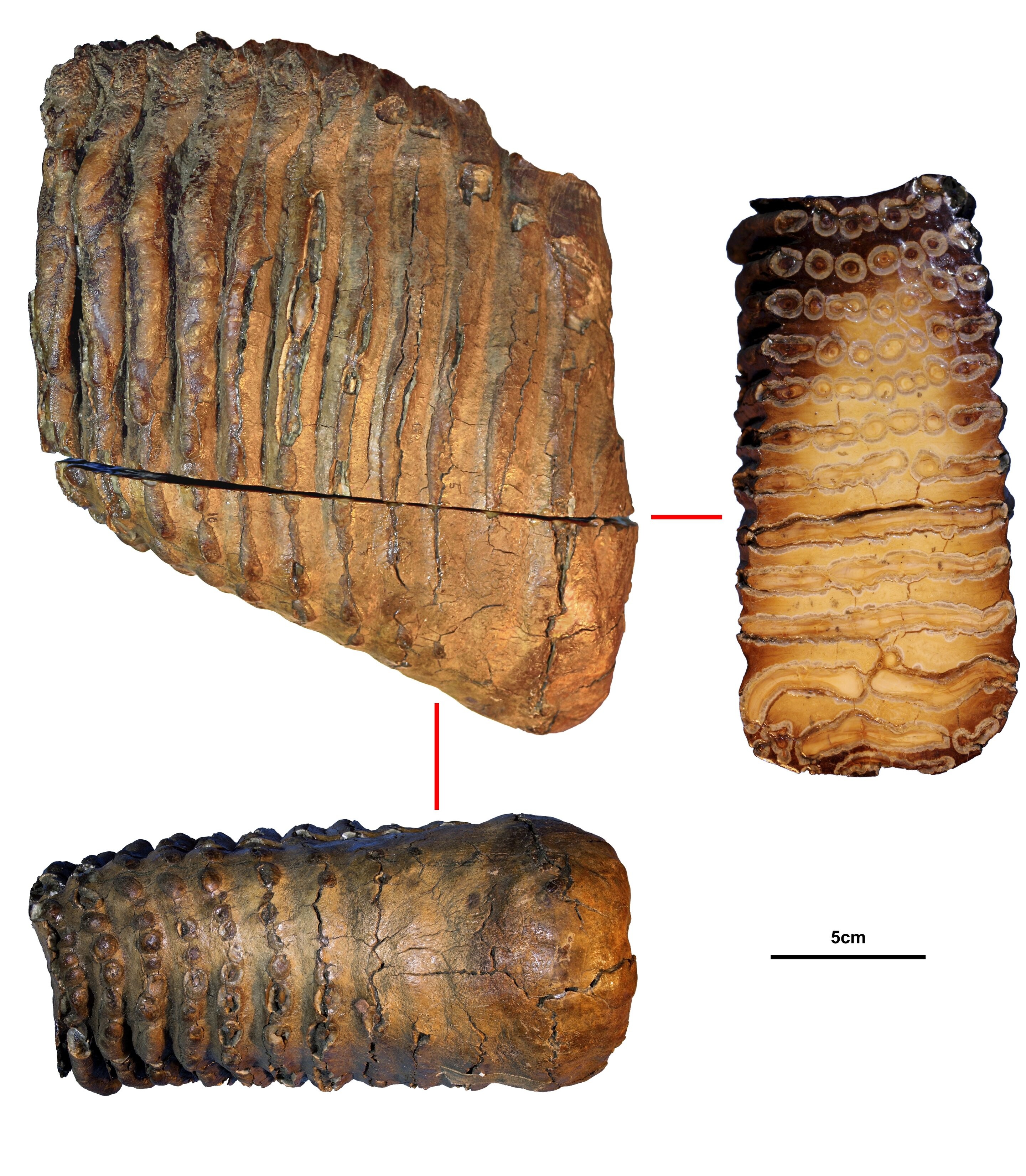 Amostra de dente do mamute Krestovka (Foto: Centro de Paleogenética de Estocolmo)