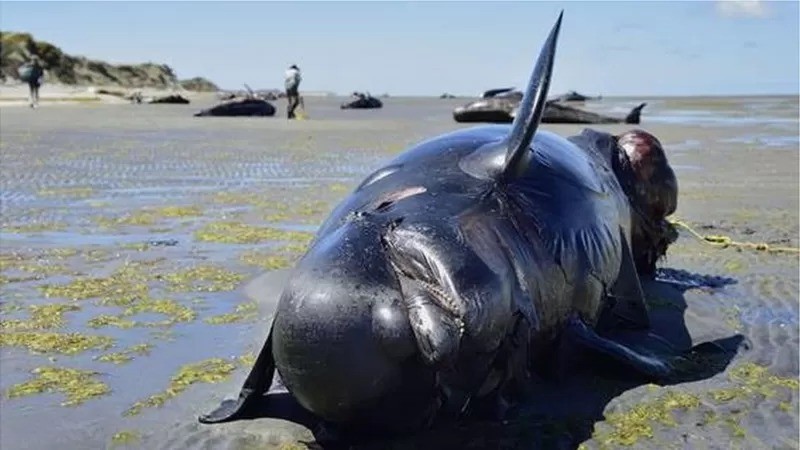 Acredita-se que sonar militar seja um dos fatores que fazem com que algumas espécies de baleias se dirijam às praias e acabem morrendo (Foto: Getty Images via BBC News)