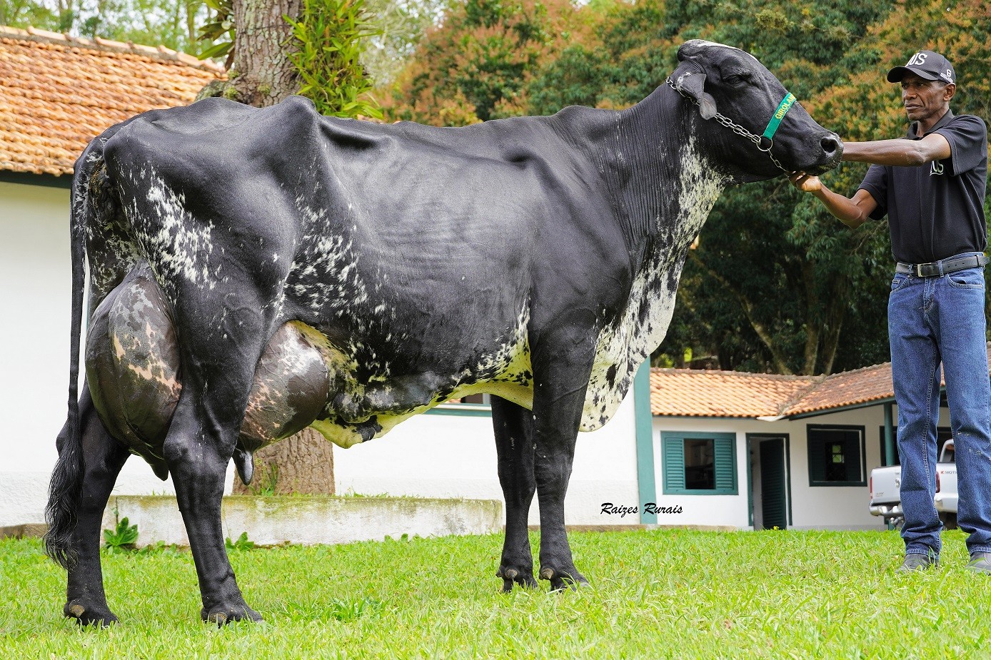Vaca Girolando no Guinness (Foto: Raízes Rurais/Divulgação)