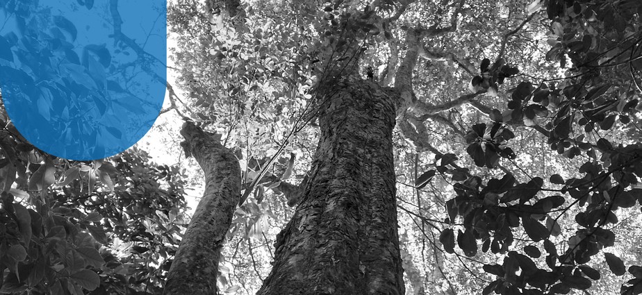 A árvore uvaia-pitanga, da espécie Eugenia delicata